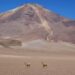 Atacama Wüste Vicunas