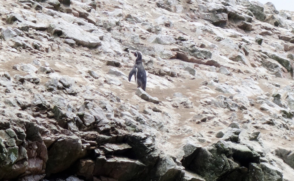 Humboldtpinguin Islas Ballestas