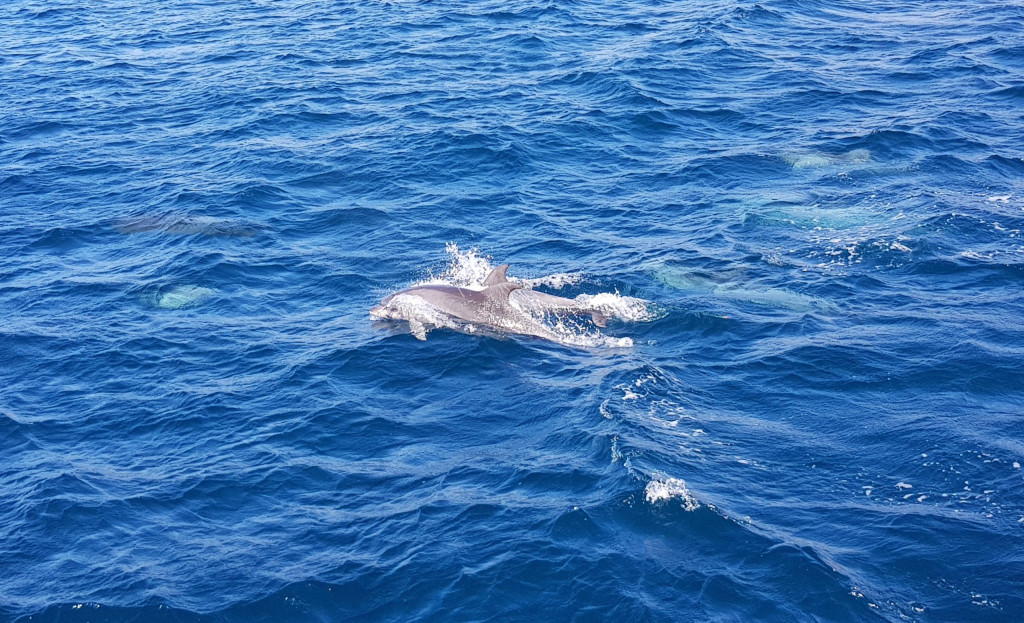 Delfine Madeira