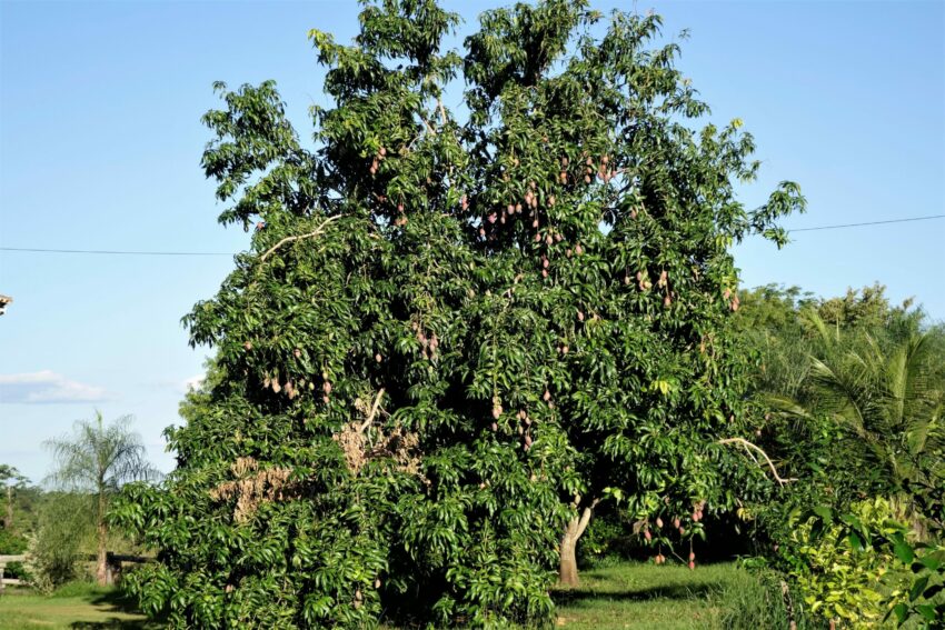 Mangobaum Fazenda San Francisco