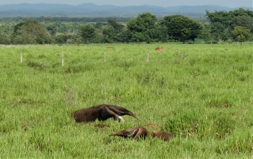 Pantanal Ameisenbär