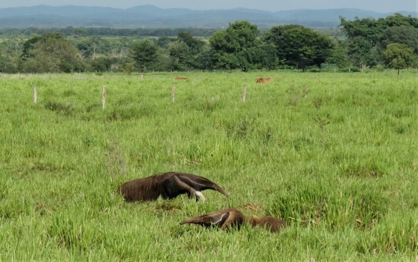 Pantanal Ameisenbär