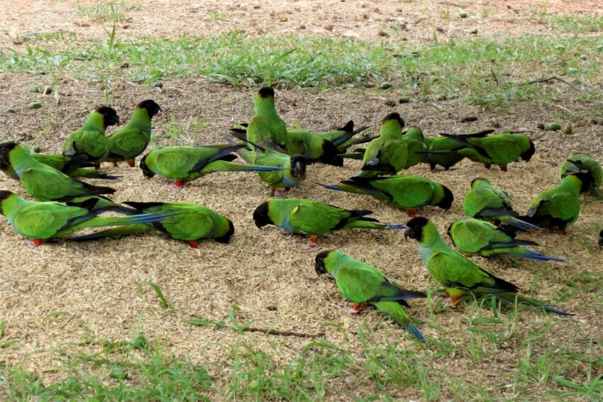 Pantanal Fazenda San Francisco